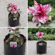 Azalea Plant Flower Vibrant Pink & White Striped Pack Of - 1 - Image 2
