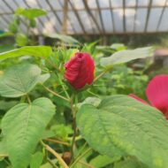 Exotic Mother India Flower Plant (Hibiscus) Pack Of - 1 - Image 7