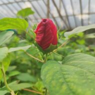 Exotic Mother India Flower Plant (Hibiscus) Pack Of - 1 - Image 6