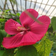 Exotic Mother India Flower Plant (Hibiscus) Pack Of - 1 - Image 5