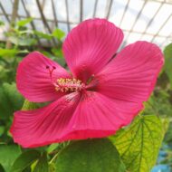 Exotic Mother India Flower Plant (Hibiscus) Pack Of - 1 - Image 4