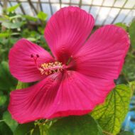 Exotic Mother India Flower Plant (Hibiscus) Pack Of - 1 - Image 3