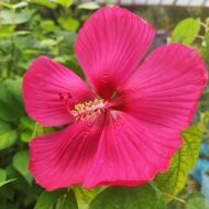 Exotic Mother India Flower Plant (Hibiscus) Pack Of - 1 - Image 2