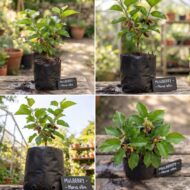 Persian Mulberry Shahtoot Fruit Plant (Grafted) Pack Of - 1 - Image 5