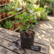 Persian Mulberry Shahtoot Fruit Plant (Grafted) Pack Of - 1 - Image 3