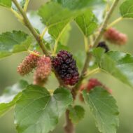 Persian Mulberry Shahtoot Fruit Plant (Grafted) Pack Of - 1 - Image 4
