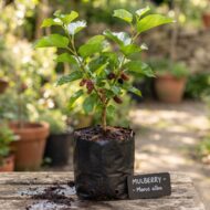 Persian Mulberry Shahtoot Fruit Plant (Grafted) Pack Of - 1 - Image 2