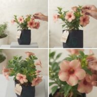 Allamanda Flower Plant Tropical Peach-Purple - Pack Of 1 - Image 2