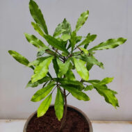 Miracle Berry Plant Pack Of -1 - Image 2