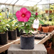 Exotic Mother India Flower Plant (Hibiscus) Pack Of - 1