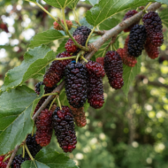 Persian Mulberry Shahtoot Fruit Plant (Grafted) Pack Of - 1