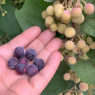 Phalsa Fruit Plant – Grow Sweet and Tangy Summer Fruits Pack Of - 1