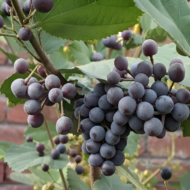 Phalsa Fruit Plant – Grow Sweet and Tangy Summer Fruits Pack Of - 1 - Image 2
