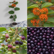 Phalsa Fruit Plant – Grow Sweet and Tangy Summer Fruits Pack Of - 1 - Image 3