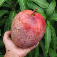 Australian R2E2 Mango Plant Grafted (Exotic Variety ) Pack Of - 1 - Image 2