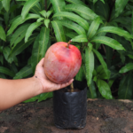 Australian R2E2 Mango Plant Grafted (Exotic Variety ) Pack Of - 1