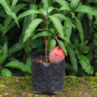 Australian R2E2 Mango Plant Grafted (Exotic Variety ) Pack Of - 1 - Image 3