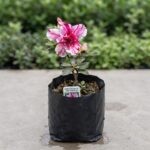 Azalea Plant Flower Vibrant Pink & White Striped Pack Of - 1