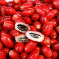 Miracle Berry Plant Pack Of -1 - Image 4